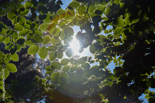 Close Up of a tree in sunlight 