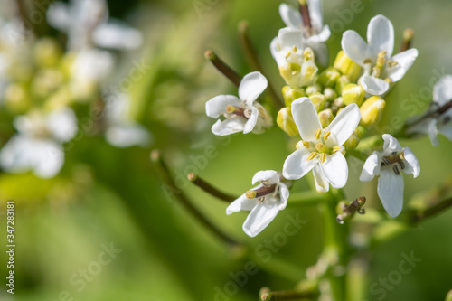 Close up of a garlic mustard (alliara petiolata) plant in bloom photo