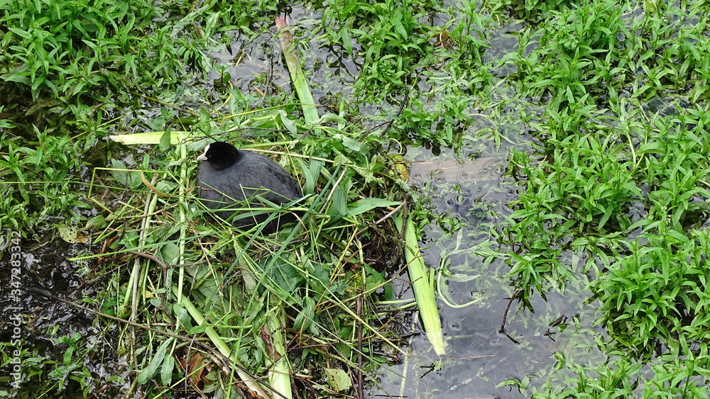 Obraz premium Blässhuhn