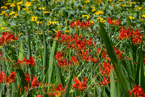 Close-Ups of Colorful flowers 