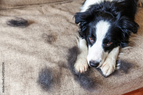 Funny portrait of cute puppy dog border collie with fur in moulting lying down on couch. Furry little dog and wool in annual spring or autumn molt at home indoor. Pet hygiene allergy grooming concept.