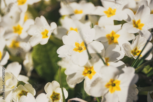 Background of little white flowers, white and yellow flowers