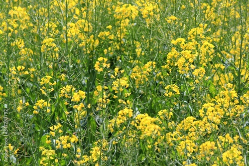 Field with flowering rapeseed in Bulgaria