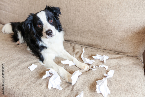 Photos Naughty playful puppy dog border collie after mischief biting toilet paper lying on couch at home