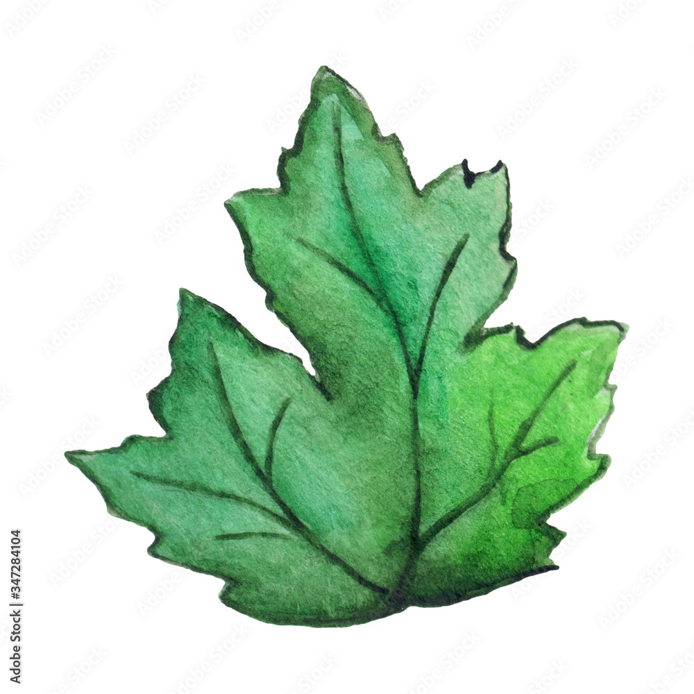 Fototapeta premium Watercolor green chrysanthemum leaf isolated clip art