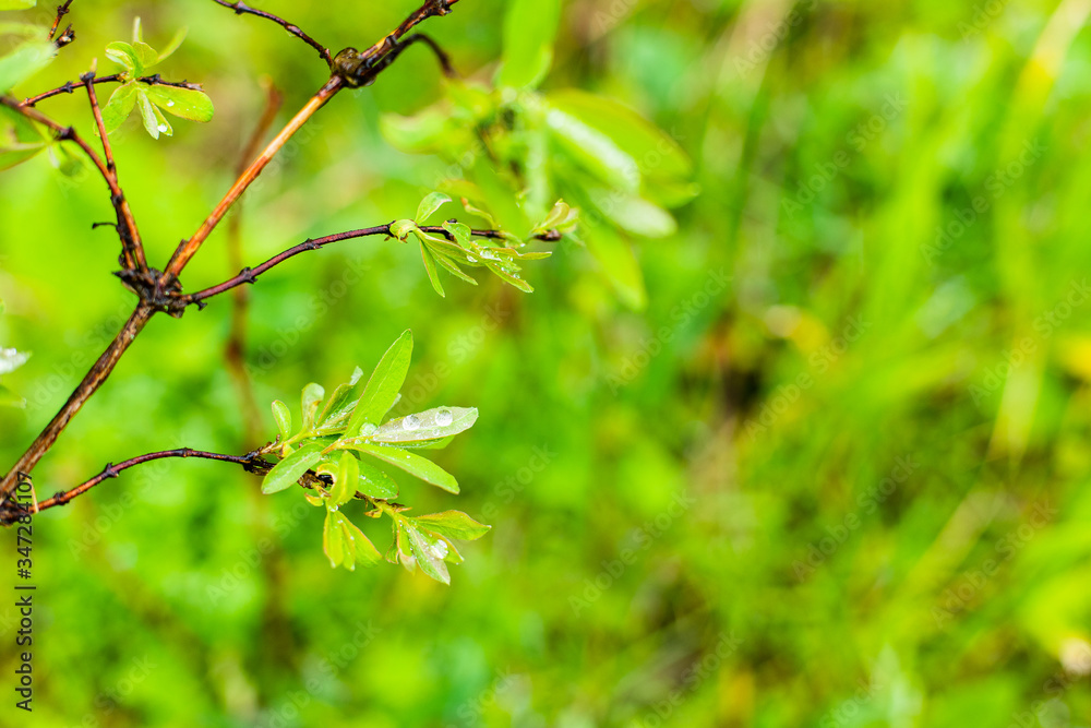 Fresh shoots and new leaves of a walnut tree in spring, with defocused background. Concept spring. Spring background. Place for text. Fresh shoots and new leaves of a walnut tree in spring, with defocused background. Concept spring. Spring background. Place for text.
