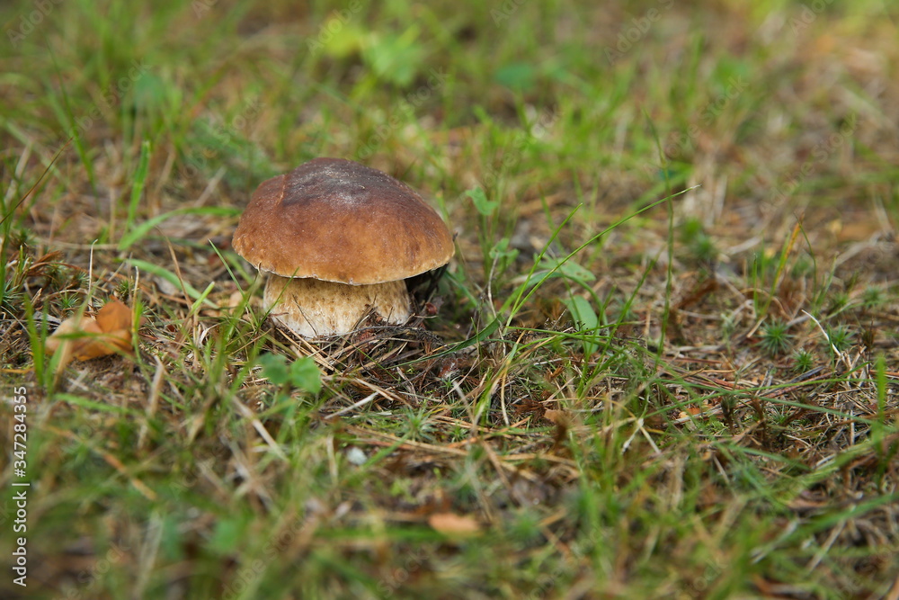 porcini mushroom boletus close up in the forest with copy space. fairy forest concept porcini mushroom boletus close up in the forest with copy space. fairy forest concept