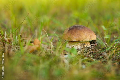 porcini mushroom boletus close up in the forest with copy space. fairy forest concept