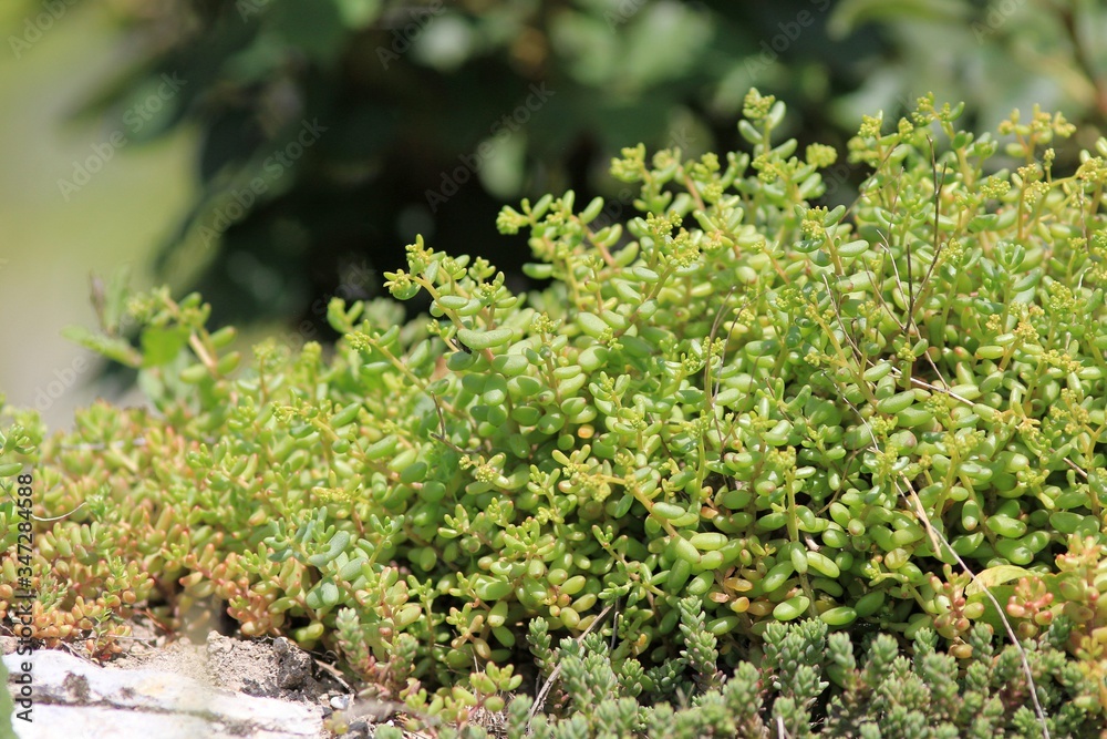 Succulents growing on the rocks