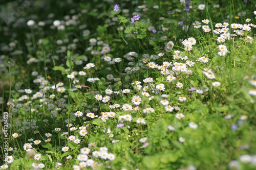 White daisies in a clearing in the forest in spring