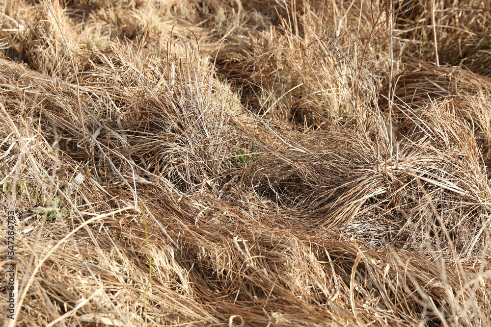 dry grass straw on the field close up