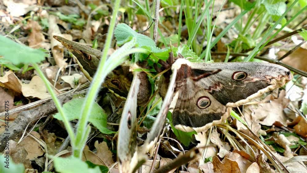 Giant peacock moth, Saturnia pyri mating. The largest European night butterfly. Wildlife animal. Great peacock moth, giant emperor moth in natural habitat Giant peacock moth, Saturnia pyri mating. The largest European night butterfly. Wildlife animal. Great peacock moth, giant emperor moth in natural habitat