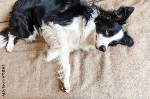 Fototapeta Naklejka Na Ścianę i Meble -  Funny portrait of cute smilling puppy dog border collie on couch. New lovely member of family little dog at home gazing and waiting for reward. Pet care and animals concept