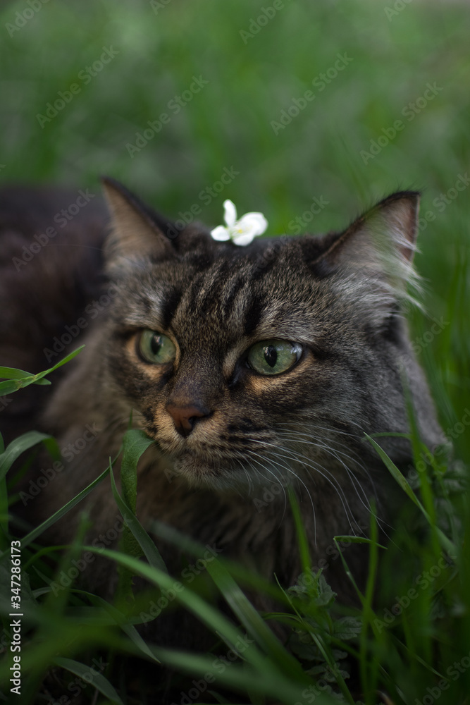 in the spring, a striped fluffy beautiful cat with big eyes joyfully walks in the branches of bushes with green leaves in nature and curiously explores
