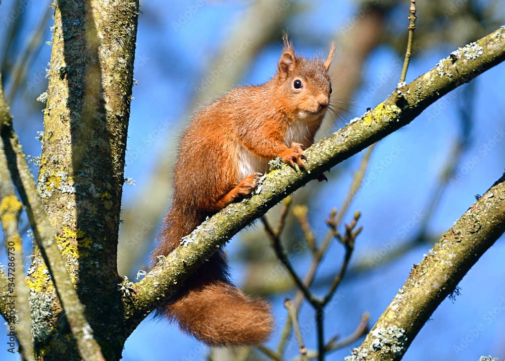 red squirrel in a tree red squirrel in a tree