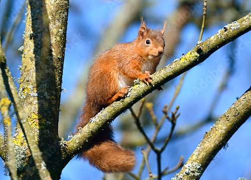 red squirrel in a tree