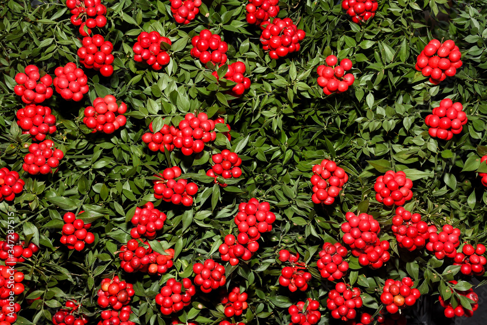 Winterberry (Ilex verticillata) is a deciduous type of holly that grows wild in moist, boggy areas