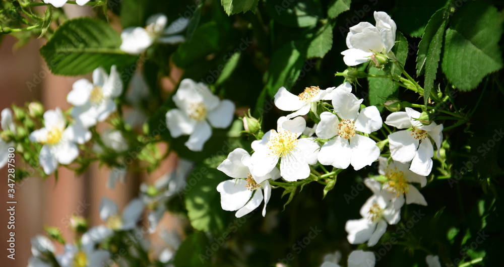 Wunderschöne weiße Blüten einer wilde Rose Wunderschöne weiße Blüten einer wilde Rose