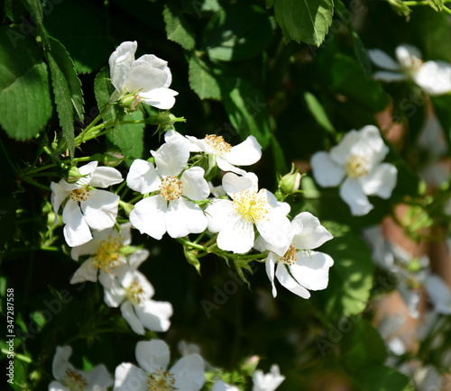 Weidenröschen in Weiß - Wildrosenblüten