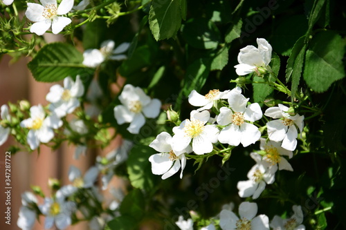 Weiße Wildrosen in Blüte in der Morgensonne