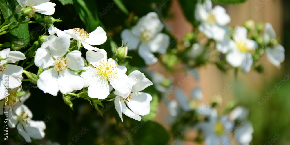 Weiße Wildrosen in Blüte in der Morgensonne Weiße Wildrosen in Blüte in der Morgensonne