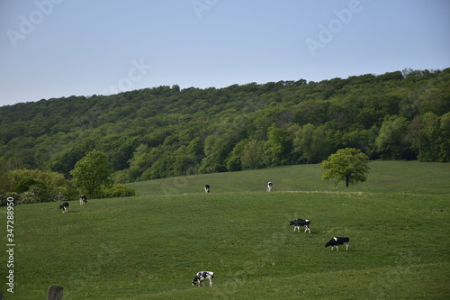 Landschaft und Kühe zwischen Alfeld und Einbeck