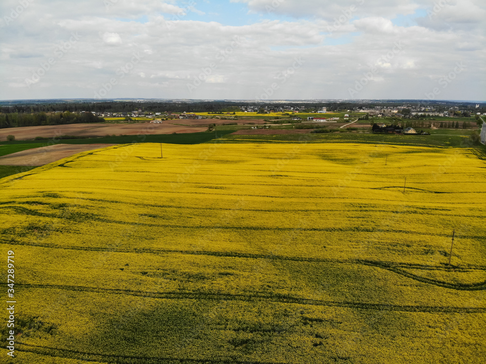 Fototapeta premium Aerial view of yellow rapes field
