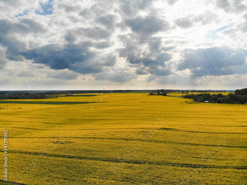 Aerial view of yellow rapes field