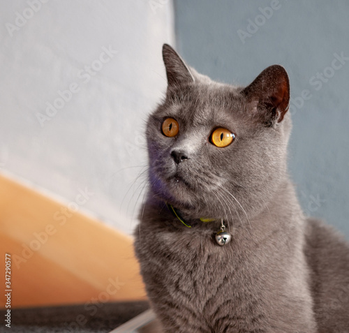 kot rasy brytyjskiej o żółtych oczach