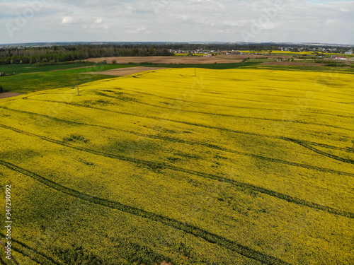 Aerial view of yellow rapes field