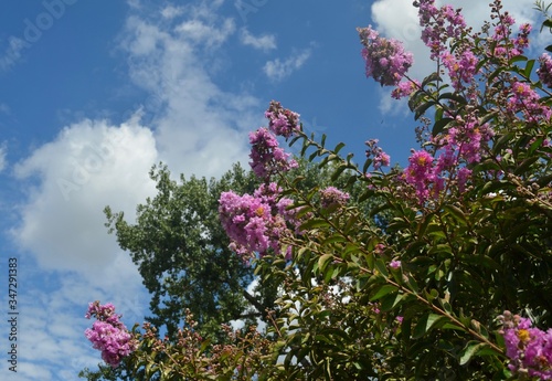 pink and white lilac flowers