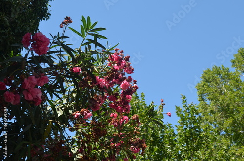 red rose on a tree