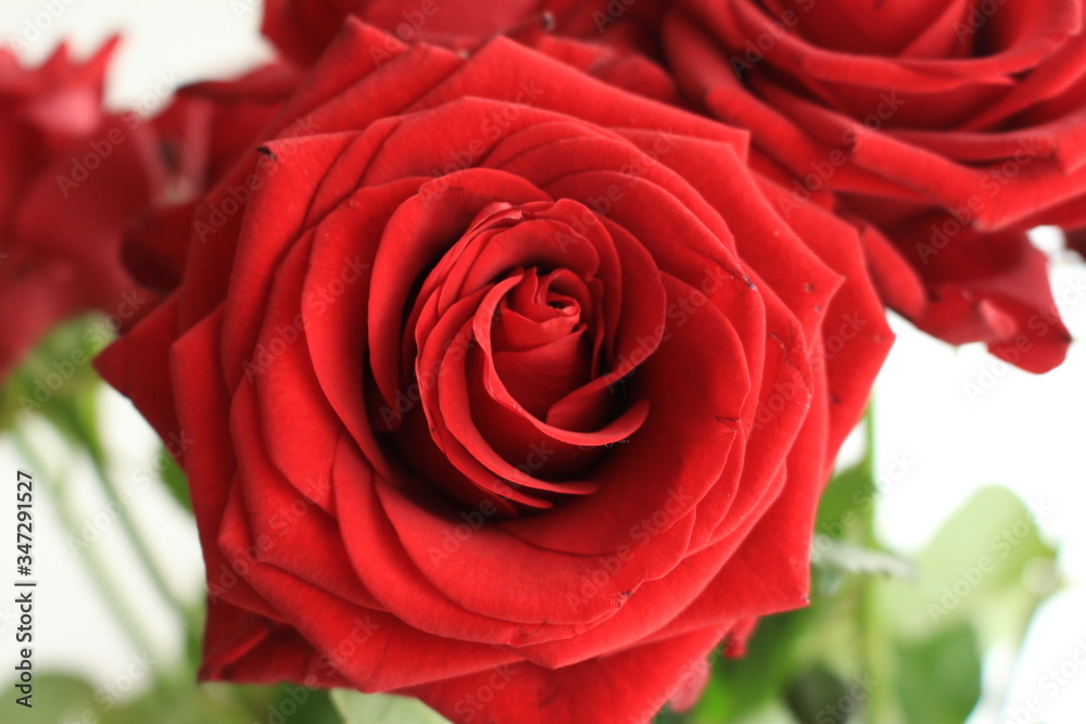 A bunch of red roses in the vase. A bunch of red roses in the vase.