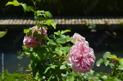 pink flowers in garden