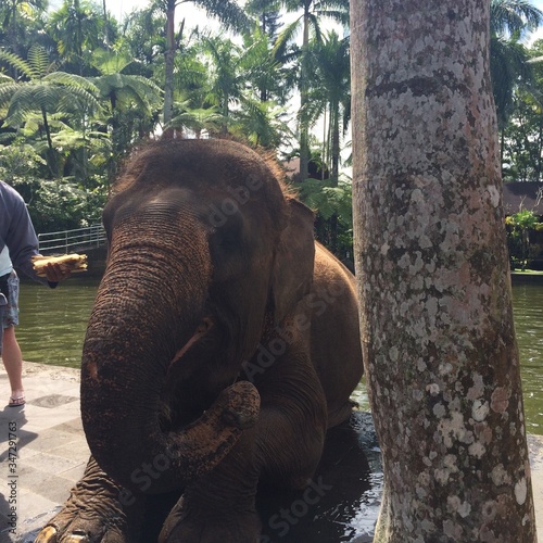 elephant in sanctuary