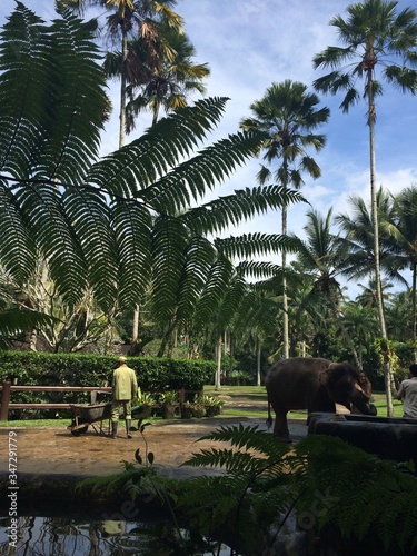 Palm trees in an elephant sanctuary