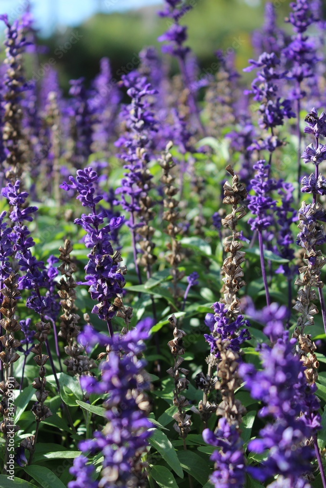 Fototapeta premium Lavenders