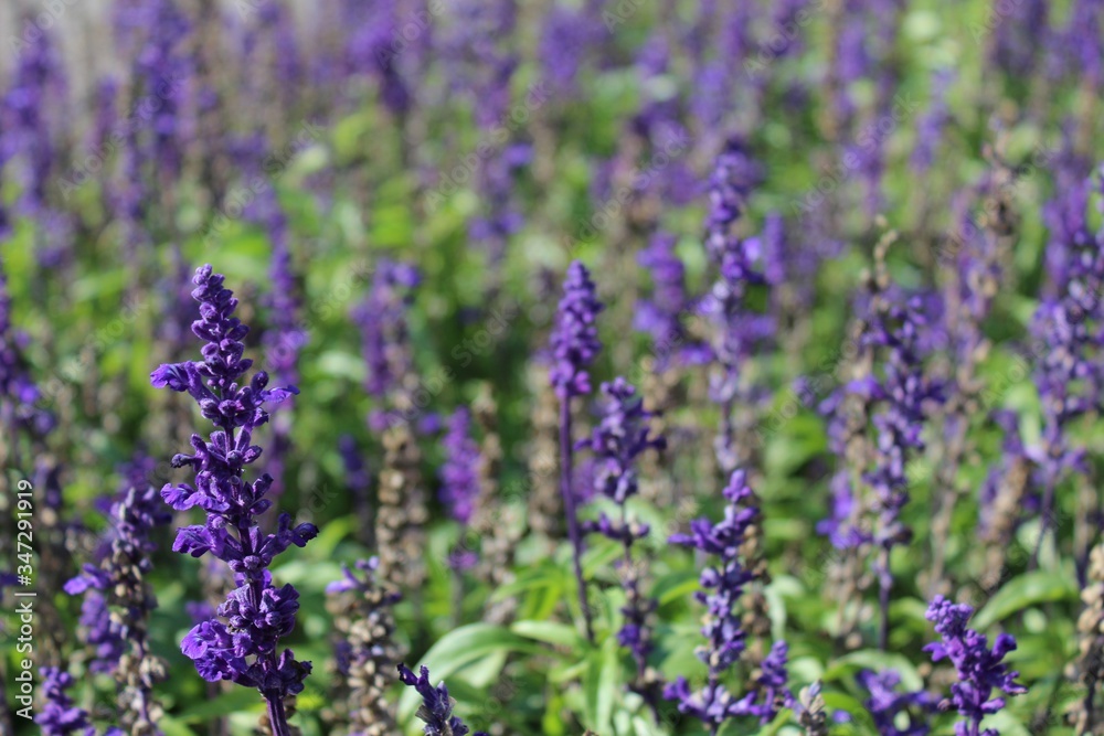 Obraz premium Lavenders