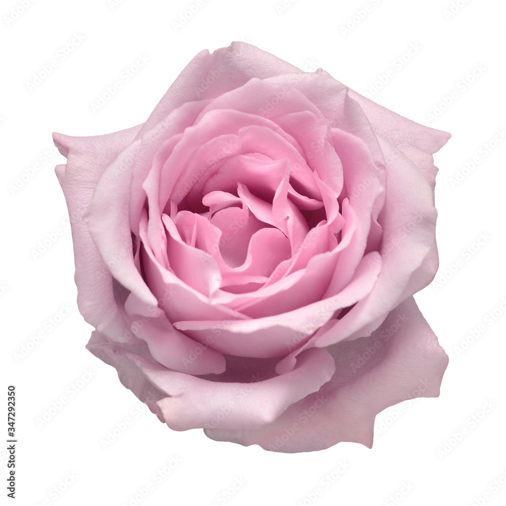 Elegant purple rose isolated on a white background. Beautiful head flower. Spring time, summer. Garden decoration, landscaping. Floral floristic arrangement Elegant purple rose isolated on a white background. Beautiful head flower. Spring time, summer. Garden decoration, landscaping. Floral floristic arrangement
