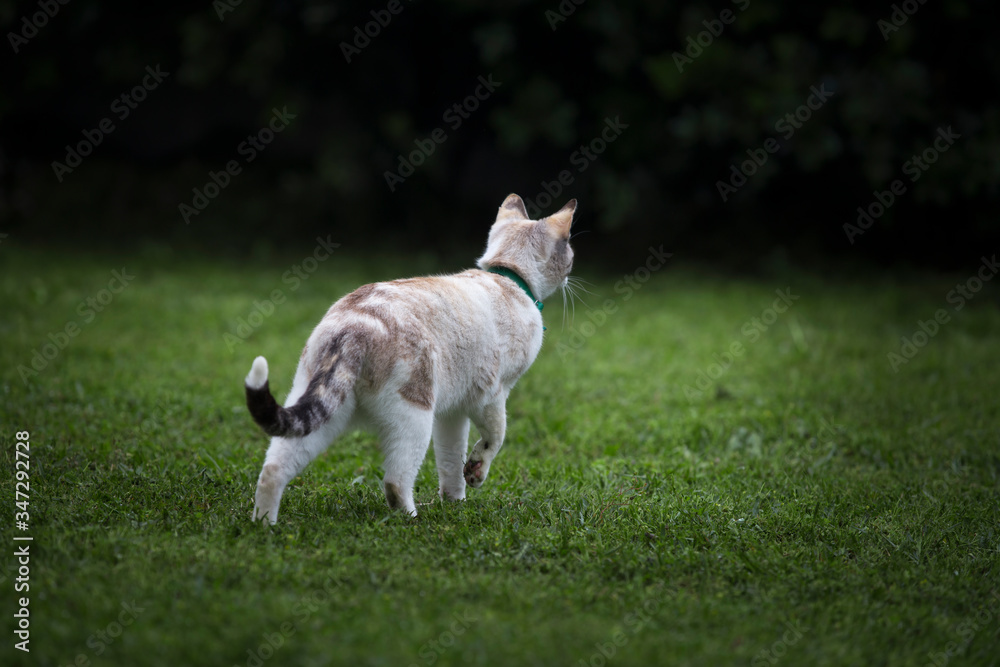 White colored cat in pose walking on green grass.