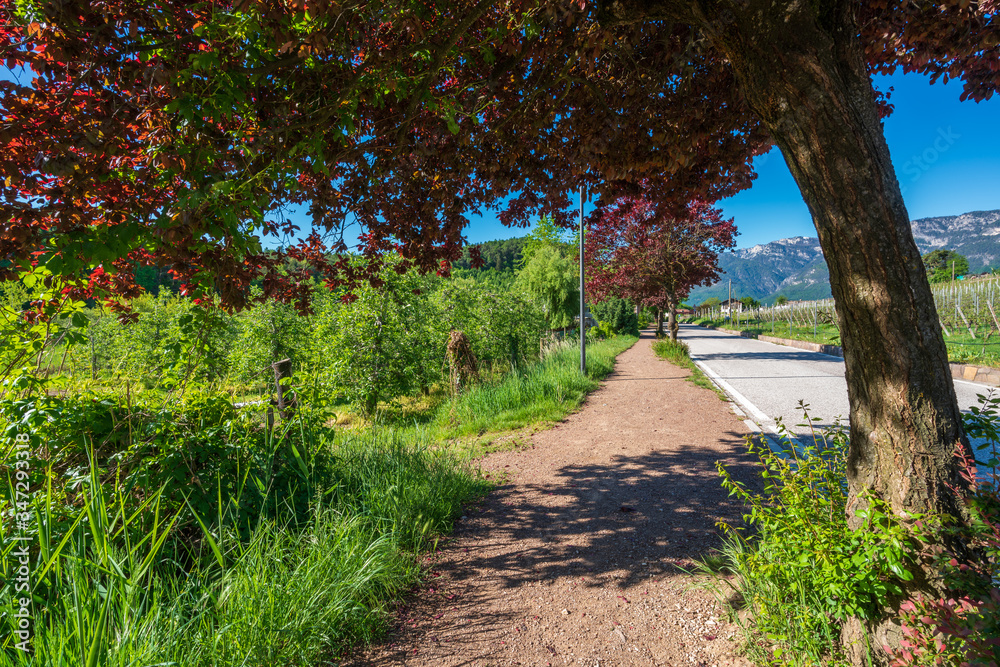 Promenade on Lake Monticolo in the municipality of Appiano on a wine road near Bolzano in Italian South Tyrol. Promenade on Lake Monticolo in the municipality of Appiano on a wine road near Bolzano in Italian South Tyrol.