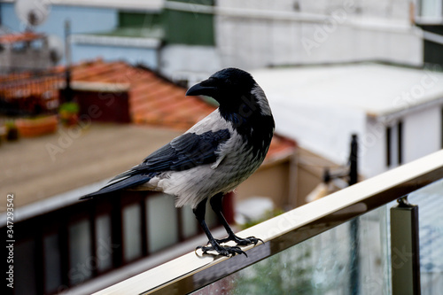 Canvas Print A crow is a bird of the genus Corvus, or more broadly a synonym for all of Corvus