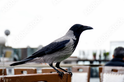 A crow is a bird of the genus Corvus, or more broadly a synonym for all of Corvus.