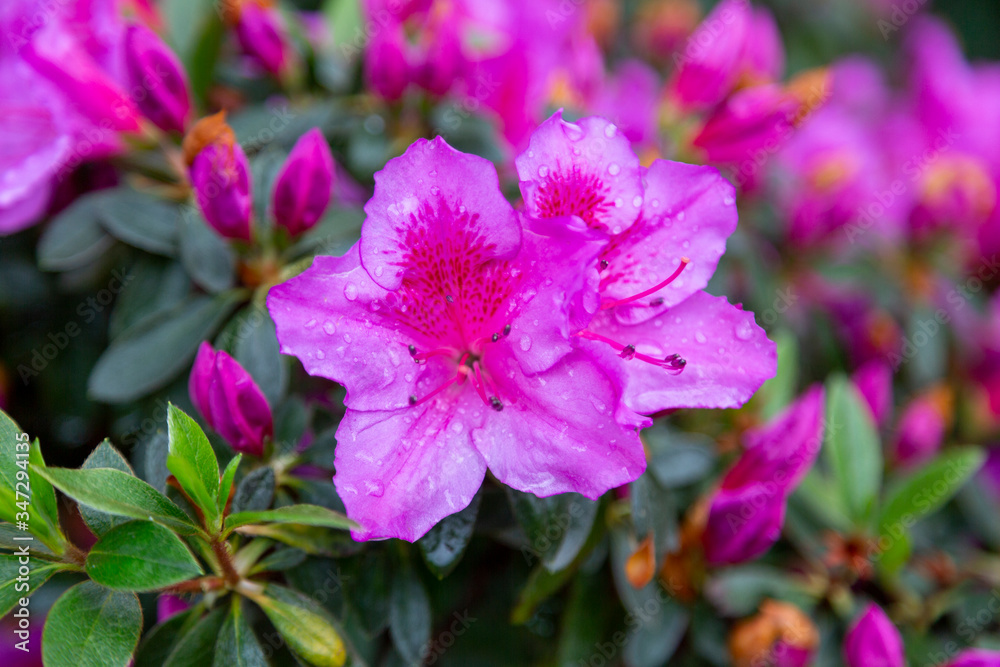 Closeup macro photo of a star-shaped pink rhododendron flower with raindrops on petals set against a pink and green background. Closeup macro photo of a star-shaped pink rhododendron flower with raindrops on petals set against a pink and green background.