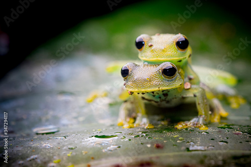 A pair of lovely glass frogs, Cochranella granulosa, a beautiful translucent frog from the jungles of centralamerica.