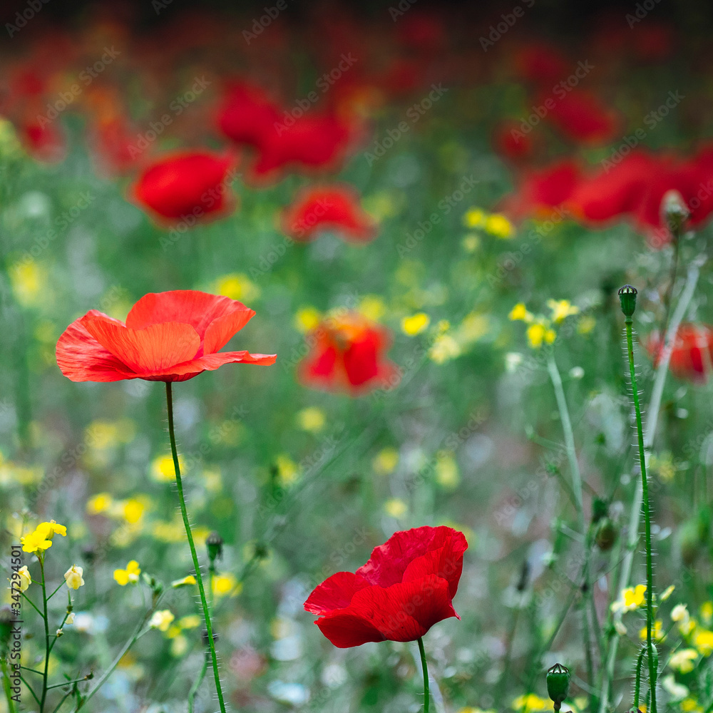 Obraz premium A nostalgia and retro style picture of a gorgeous wild poppy field. A common scene in the mediterranean countryside. Wonderful springtime background.