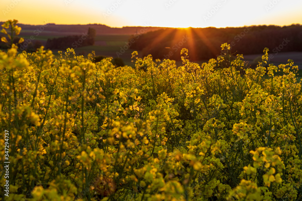 Rapeseed field at sunset, Blooming canola flowers close up. Bright yellow rapeseed