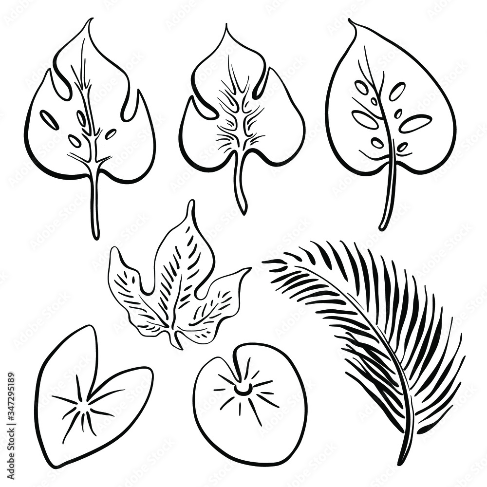 Tropical leaves collection. Hand drawn black line sketch of tropical flowers and leaves isolated on white background. Vector illustration