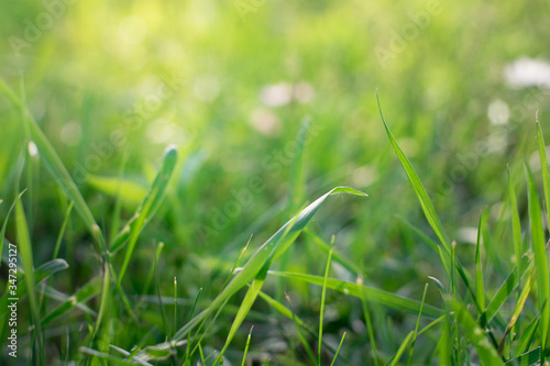 Bright spring grass field with sunlight bokeh with dew drops background