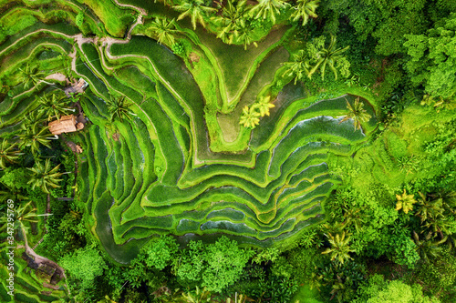 Aerial view on the rice terraces. Landscape with drone. Agricultural landscape from the air. Rice terraces in the summer. Bali, Indonesia. Travel - image